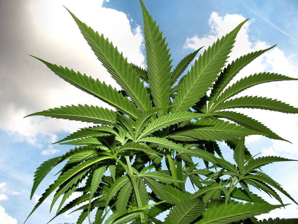 Medical Marijuana Legalization